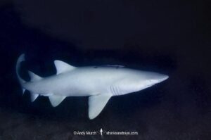 Albino or leucistic Sandtiger Shark (Carcharias taurus). Aka grey nurse shark or raggedtooth shark. Fish Rock, NSW, Australia, South Pacific Ocean.