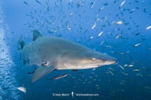 Sandtiger Shark (Carcharias taurus). Aka grey nurse shark or raggedtooth shark. On a shipwreck in North Carolina, USA, North Atlantic.