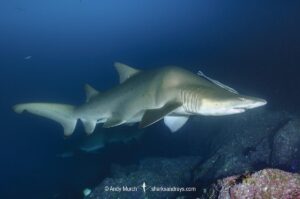 Deformed Sandtiger Shark (Carcharias taurus) with a hunched spine. Aka grey nurse shark or raggedtooth shark. Fish Rock, NSW, Australia, South Pacific Ocean.