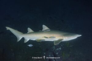 Sandtiger Shark (Carcharias taurus). Aka grey nurse shark or raggedtooth shark. Fish Rock, NSW, Australia, South Pacific Ocean.