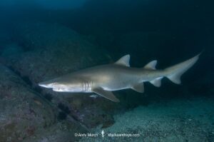 Sandtiger Shark (Carcharias taurus). Aka grey nurse shark or raggedtooth shark. Fish Rock, NSW, Australia, South Pacific Ocean.