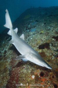 Sandtiger Shark (Carcharias taurus). Aka grey nurse shark or raggedtooth shark. On a shipwreck in North Carolina, USA, North Atlantic.