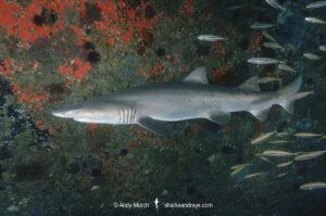 Sandtiger Shark (Carcharias taurus). Aka grey nurse shark or raggedtooth shark. On a shipwreck in North Carolina, USA, North Atlantic.