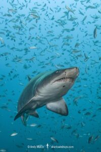 Sandtiger Shark (Carcharias taurus). Aka grey nurse shark or raggedtooth shark. On a shipwreck in North Carolina, USA, North Atlantic.