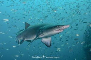 Sandtiger Shark (Carcharias taurus). Aka grey nurse shark or raggedtooth shark. On a shipwreck in North Carolina, USA, North Atlantic.
