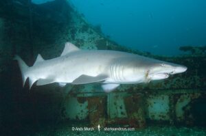 Sandtiger Shark (Carcharias taurus). Aka grey nurse shark or raggedtooth shark. On a shipwreck in North Carolina, USA, North Atlantic.