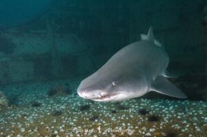 Sandtiger Shark (Carcharias taurus). Aka grey nurse shark or raggedtooth shark. On a shipwreck in North Carolina, USA, North Atlantic.