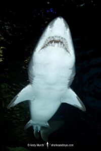 Sandtiger Shark (Carcharias taurus). Aka grey nurse shark or raggedtooth shark. On a shipwreck in North Carolina, USA, North Atlantic.