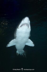 Sandtiger Shark (Carcharias taurus). Aka grey nurse shark or raggedtooth shark. On a shipwreck in North Carolina, USA, North Atlantic.