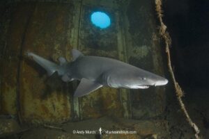 Sandtiger Shark (Carcharias taurus). Aka grey nurse shark or raggedtooth shark. On a shipwreck in North Carolina, USA, North Atlantic.