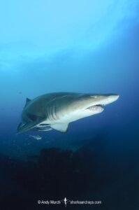 Sandtiger Shark (Carcharias taurus). Aka grey nurse shark or raggedtooth shark. On a shipwreck in North Carolina, USA, North Atlantic.