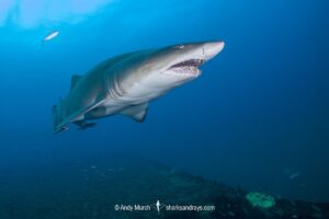 Sandtiger Shark (Carcharias taurus). Aka grey nurse shark or raggedtooth shark. On a shipwreck in North Carolina, USA, North Atlantic.