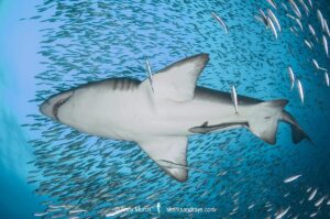 Sandtiger Shark (Carcharias taurus). Aka grey nurse shark or raggedtooth shark. On a shipwreck in North Carolina, USA, North Atlantic.