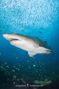 Sandtiger Shark (Carcharias taurus). Aka grey nurse shark or raggedtooth shark. On a shipwreck in North Carolina, USA, North Atlantic.
