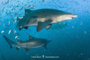 Sandtiger Shark (Carcharias taurus). Aka grey nurse shark or raggedtooth shark. On a shipwreck in North Carolina, USA, North Atlantic.