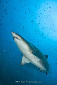 Sandtiger Shark (Carcharias taurus). Aka grey nurse shark or raggedtooth shark. On a shipwreck in North Carolina, USA, North Atlantic.