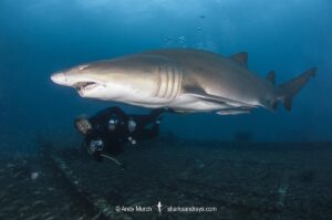 Sandtiger Shark (Carcharias taurus). Aka grey nurse shark or raggedtooth shark. On a shipwreck in North Carolina, USA, North Atlantic.