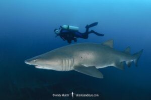 Sandtiger Shark (Carcharias taurus). Aka grey nurse shark or raggedtooth shark. On a shipwreck in North Carolina, USA, North Atlantic.