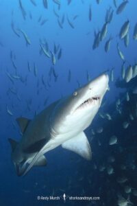 Sandtiger Shark (Carcharias taurus). Aka grey nurse shark or raggedtooth shark. On a shipwreck in North Carolina, USA, North Atlantic.
