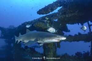 Sandtiger Shark (Carcharias taurus). Aka grey nurse shark or raggedtooth shark. On a shipwreck in North Carolina, USA, North Atlantic.
