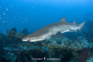 Sandtiger Shark (Carcharias taurus). Aka grey nurse shark or raggedtooth shark. On a shipwreck in North Carolina, USA, North Atlantic.