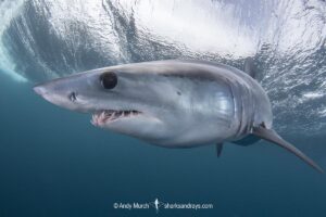 Shortfin Mako Shark, Isurus oxyrinchus. Aka blue pointer. Considered the fastest shark in the sea. Cabo San Lucas, Baja, Mexico, Eastern Pacific.