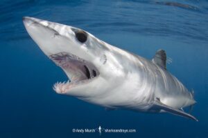Shortfin Mako Shark, Isurus oxyrinchus. Aka blue pointer. Considered the fastest shark in the sea. San Diego, California, USA, Eastern Pacific.