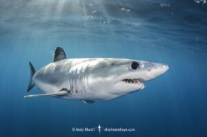 Shortfin Mako Shark, Isurus oxyrinchus. Aka blue pointer. Considered the fastest shark in the sea. San Diego, California, USA, Eastern Pacific.