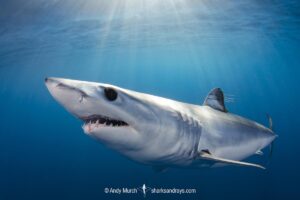 Shortfin Mako Shark, Isurus oxyrinchus. Aka blue pointer. Considered the fastest shark in the sea. San Diego, California, USA, Eastern Pacific.