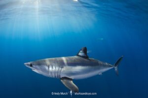 Shortfin Mako Shark, Isurus oxyrinchus. Aka blue pointer. Considered the fastest shark in the sea. San Diego, California, USA, Eastern Pacific.