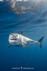 Shortfin Mako Shark, Isurus oxyrinchus. Aka blue pointer. Considered the fastest shark in the sea. San Diego, California, USA, Eastern Pacific.