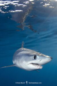 Shortfin Mako Shark, Isurus oxyrinchus. Aka blue pointer. Considered the fastest shark in the sea. San Diego, California, USA, Eastern Pacific.