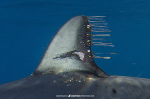 Shortfin Mako Shark, Isurus oxyrinchus. Aka blue pointer. Considered the fastest shark in the sea. San Diego, California, USA, Eastern Pacific.