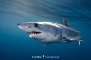 Shortfin Mako Shark, Isurus oxyrinchus. Aka blue pointer. Considered the fastest shark in the sea. San Diego, California, USA, Eastern Pacific.