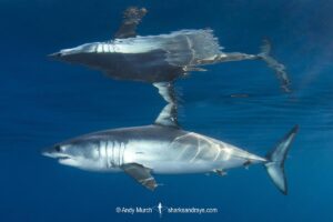 Shortfin Mako Shark, Isurus oxyrinchus. Aka blue pointer. Considered the fastest shark in the sea. San Diego, California, USA, Eastern Pacific.