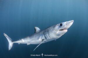 Shortfin Mako Shark, Isurus oxyrinchus. Aka blue pointer. Considered the fastest shark in the sea. San Diego, California, USA, Eastern Pacific.