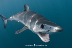 Shortfin Mako Shark, Isurus oxyrinchus. Aka blue pointer. Considered the fastest shark in the sea. San Diego, California, USA, Eastern Pacific.