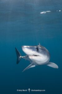 Shortfin Mako Shark, Isurus oxyrinchus. Aka blue pointer. Considered the fastest shark in the sea. San Diego, California, USA, Eastern Pacific.