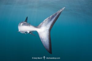 Shortfin Mako Shark, Isurus oxyrinchus. Aka blue pointer. Considered the fastest shark in the sea. San Diego, California, USA, Eastern Pacific.