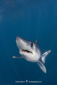 Shortfin Mako Shark, Isurus oxyrinchus. Aka blue pointer. Considered the fastest shark in the sea. San Diego, California, USA, Eastern Pacific.