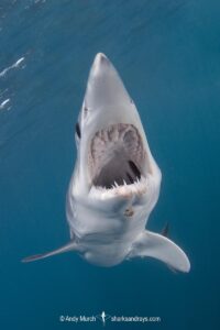 Shortfin Mako Shark, Isurus oxyrinchus. Aka blue pointer. Considered the fastest shark in the sea. San Diego, California, USA, Eastern Pacific.