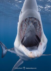 Shortfin Mako Shark, Isurus oxyrinchus. Aka blue pointer. Considered the fastest shark in the sea. San Diego, California, USA, Eastern Pacific.