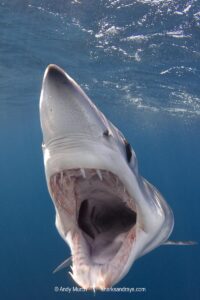 Shortfin Mako Shark, Isurus oxyrinchus. Aka blue pointer. Considered the fastest shark in the sea. San Diego, California, USA, Eastern Pacific.