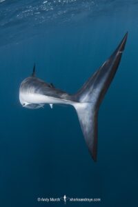 Shortfin Mako Shark, Isurus oxyrinchus. Aka blue pointer. Considered the fastest shark in the sea. San Diego, California, USA, Eastern Pacific.