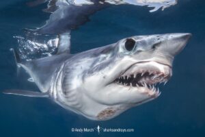 Shortfin Mako Shark, Isurus oxyrinchus. Aka blue pointer. Considered the fastest shark in the sea. Cabo San Lucas, Baja, Mexico, Eastern Pacific.