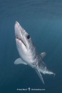 Shortfin Mako Shark, Isurus oxyrinchus. Aka blue pointer. Considered the fastest shark in the sea. Cabo San Lucas, Baja, Mexico, Eastern Pacific.