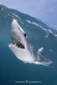 Shortfin Mako Shark, Isurus oxyrinchus. Aka blue pointer. Considered the fastest shark in the sea. Cabo San Lucas, Baja, Mexico, Eastern Pacific.