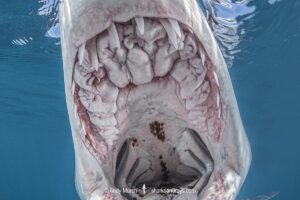 Shortfin Mako Shark, Isurus oxyrinchus. Aka blue pointer. Considered the fastest shark in the sea. Cabo San Lucas, Baja, Mexico, Eastern Pacific.