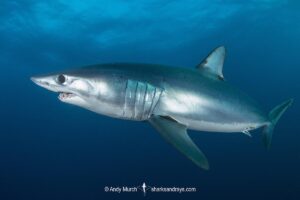 Shortfin Mako Shark, Isurus oxyrinchus. Aka blue pointer. Considered the fastest shark in the sea. Western Cape, South Africa, South Atlantic Ocean.