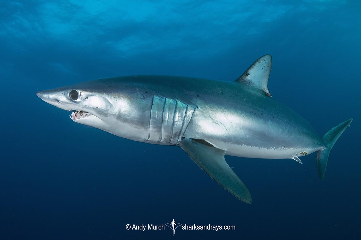 Shortfin Mako Shark Isurus oxyrinchus